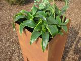 RS89  Edelrost Säule Pflanzsäule XXL 100 x 30 x30